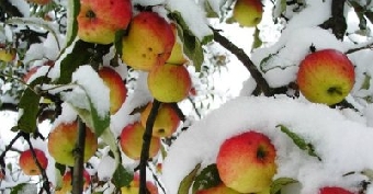 В Орше учителей и врачей выгнали собирать яблоки в снегопад (Видео)