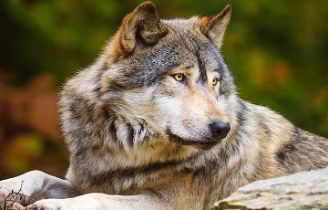 Жители деревни под Слонимом в шоке: волки утащили домашних собак