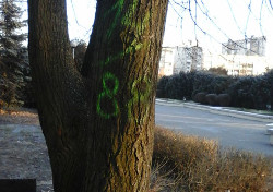 В центре Бобруйска появились расистские графити