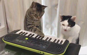 Играющие на фортепиано кошки стали звездами Сети