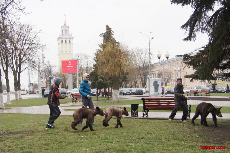 По улицам Гомеля водили медведей