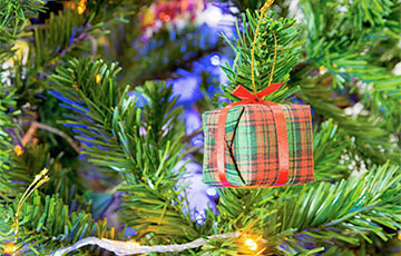 Как выбрать долговечную и красивую рождественскую елку
