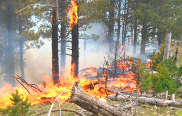 На Беларусь со стороны РФ надвигается лесной пожар