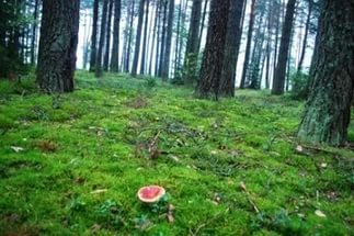 КГК установит жесткий контроль над лесом