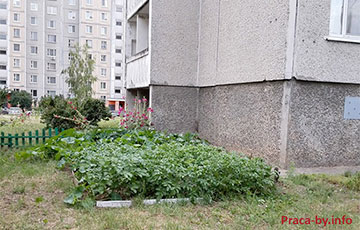 Картошка под балконом как символ белорусской экономической модели