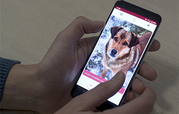 В Литве появилось приложение для знакомства с собаками из приюта