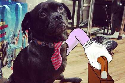 Трехногая собака прославилась в Instagram благодаря мультяшной лапе