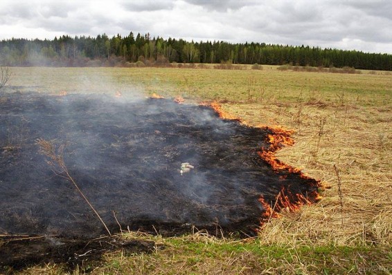 МЧС объявило о начале пожароопасного сезона в Беларуси