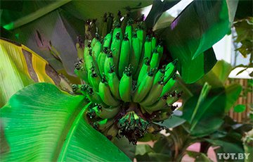 Фермер из-под Витебска: Бананы у нас растут, как огурцы