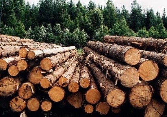 Лукашенко требует пресечь серые схемы вывоза древесины за рубеж