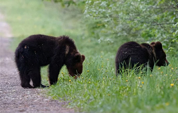 Под Лепелем заметили двух медвежат у дороги