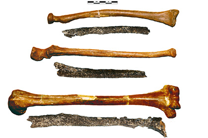 Самым древним парижанином назвали неандертальца
