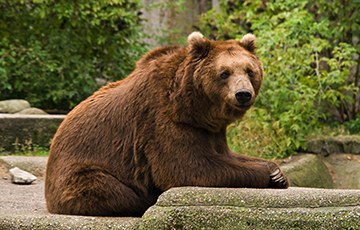 Видеофакт: В Варшавском зоопарке пьяный посетитель пытался утопить медведя