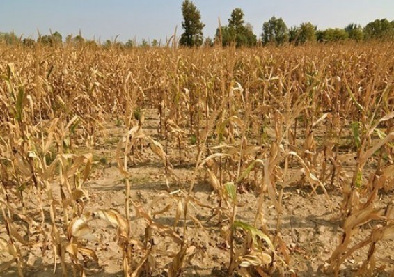 В Беларуси из-за засухи погибло менее 5 процентов посевов