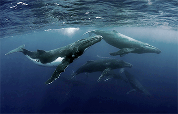 В Новой Зеландии король маори призвал признать наличие личности у китов