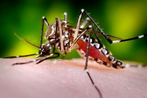 Комары-носители тропических лихорадок зафиксированы на юге России