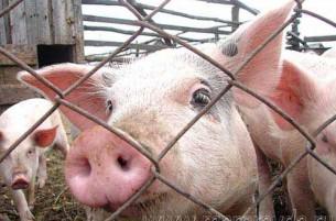 Крупнейшие свиноводческие комплексы от свиной чумы не пострадали
