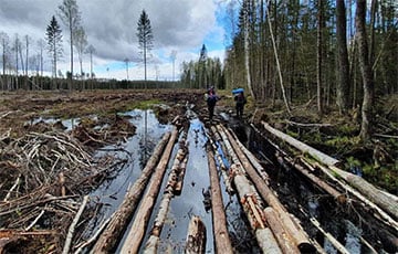 По всей Беларуси продолжается массовая вырубка леса