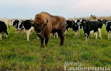 В Глубокском районе зубр прибился к стаду коров