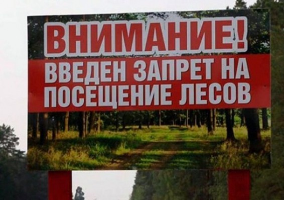 Минлесхоз намерен ввести запреты на посещение лесов по всей стране