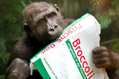 Ученые нашли у шимпанзе способности к приготовлению еды