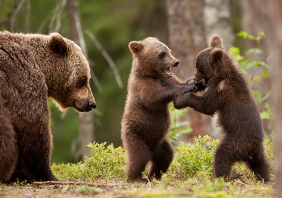 В Беларуси почти в 4 раза выросла популяция медведей
