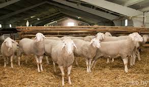 Правительство решило увеличить в 4 раза финансирование овцеводства