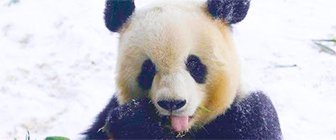 Обрадовавшаяся первому снегу панда стала звездой Сети