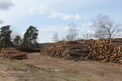 Госконтроль: на складах предприятий Минлесхоза гниют излишки древесины