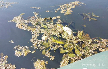 В Воложинском районе произошло массовое отравление рыбы