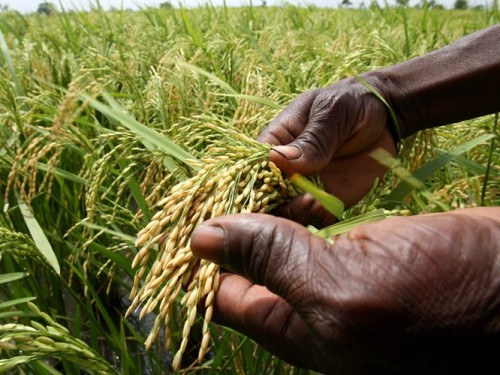 Беларусь хочет заинтересовать Африку своими сельхозтехнологиями