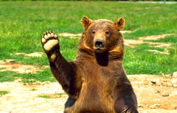Медведь «перекрыл» трассу в Могилевской области