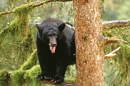 Ученые рассказали о реакции диких медведей на дроны