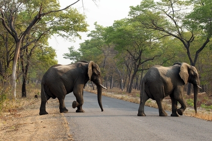 В Зимбабве браконьеры отравили цианидом десятки слонов ради бивней