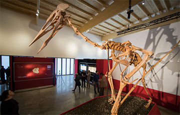 Палеонтологи создали модель «Дракулы» – самого большого птерозавра