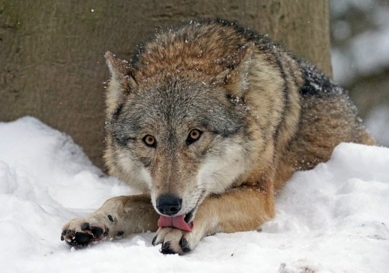 В Минлесхозе продолжат всячески стимулировать регулирование численности волков в Беларуси