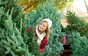 Сколько будут стоить новогодние елки на базарах в Минске