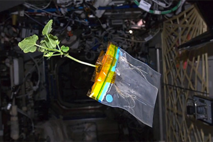 Российские космонавты закончили эксперимент по выращиванию салата на борту МКС
