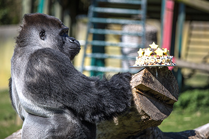 Ученые узнали о музыкальной импровизации горилл во время еды