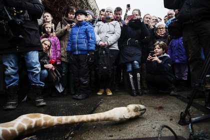 Сотрудники датского зоопарка пожаловались на угрозы после убийства жирафа