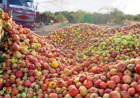 МАРТ заставит магазины продавать больше белорусских яблок