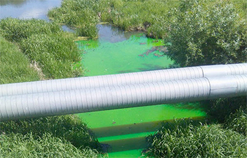 Фотофакт: В Горках река стала ядовито-зеленой