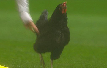 Курица на поле прервала матч чемпионата Португалии