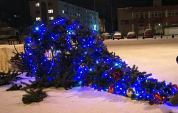 В Боровлянах рухнула новогодняя елка