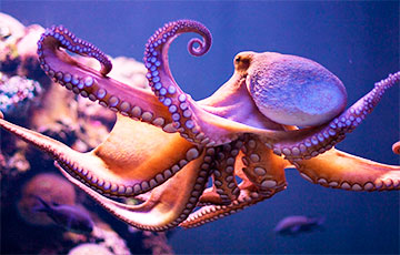 Ученые решили загадку необычного мозга у осьминогов