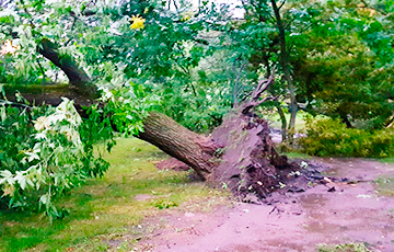 Непогода в Минске: опять повалены деревья и сорваны крыши