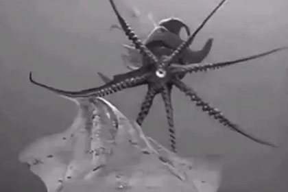 Ученые засняли на видео дискотеку гигантских кальмаров