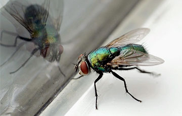 Мнение: Белорусские власти похожи на муху, которая пытается пролететь сквозь стекло