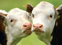 Белорусы заказали сперму канадских быков