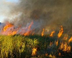 Лукашенко требует принять максимум мер по предупреждению пожаров